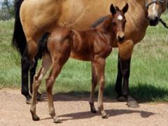 Frisco Bartender JW <BR> AQHA 6005066